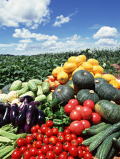 野菜中心のバランス良い食生活が花粉症予防には大切です